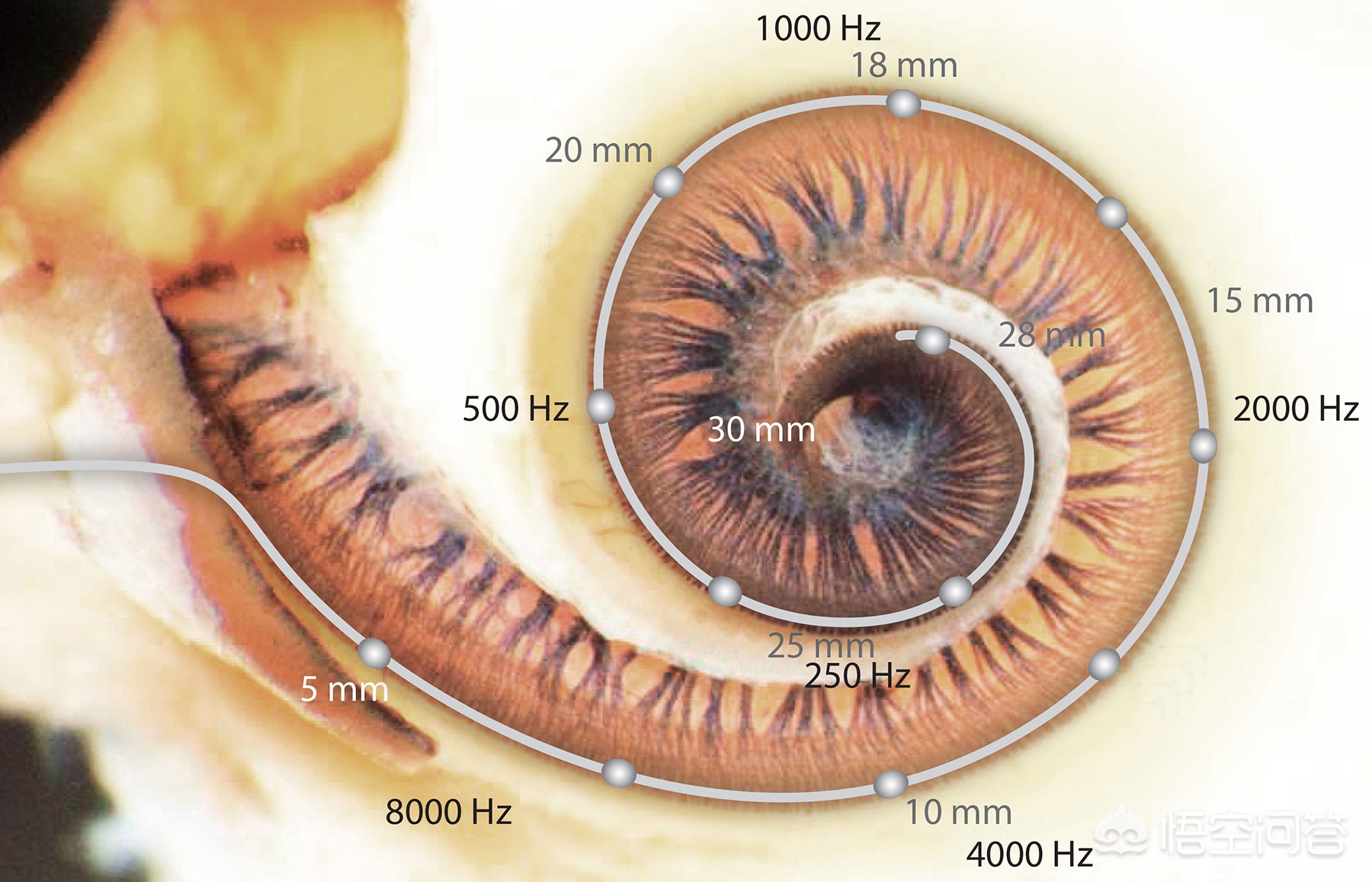 为什么听录音会觉得自己声音难听,为什么录音比自己真实的声音难听