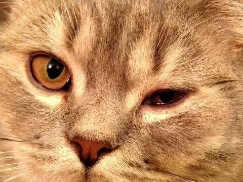 喵子这么漂亮的大眼睛，光是漂亮我多舍不得让他生结膜炎