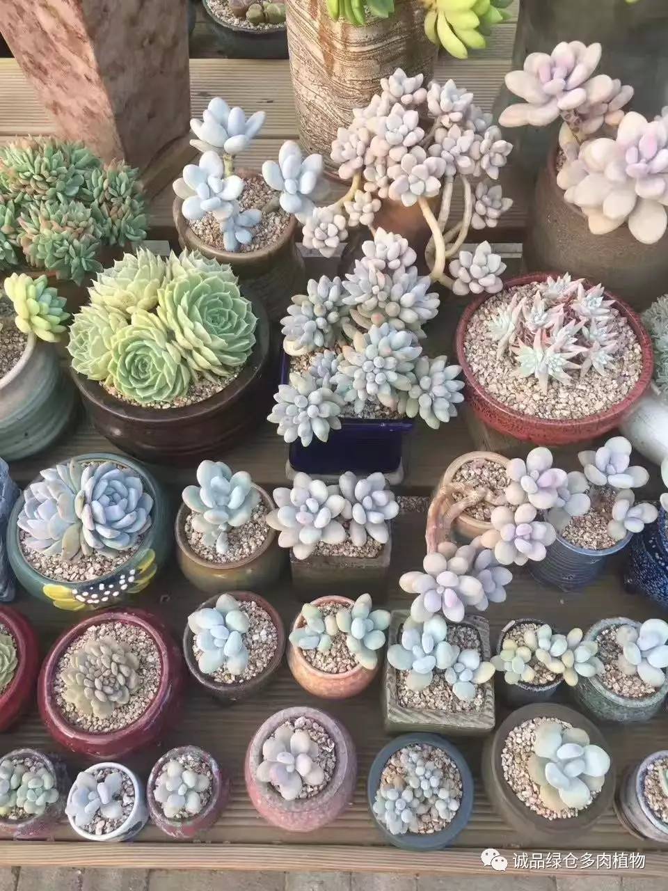 秀妍肉肉倒盆后的变化,多肉大棚展示图