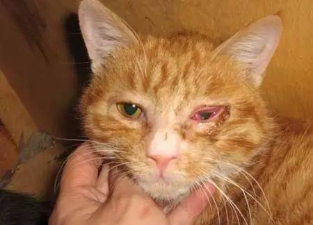 喵子这么漂亮的大眼睛，光是漂亮我多舍不得让他生结膜炎