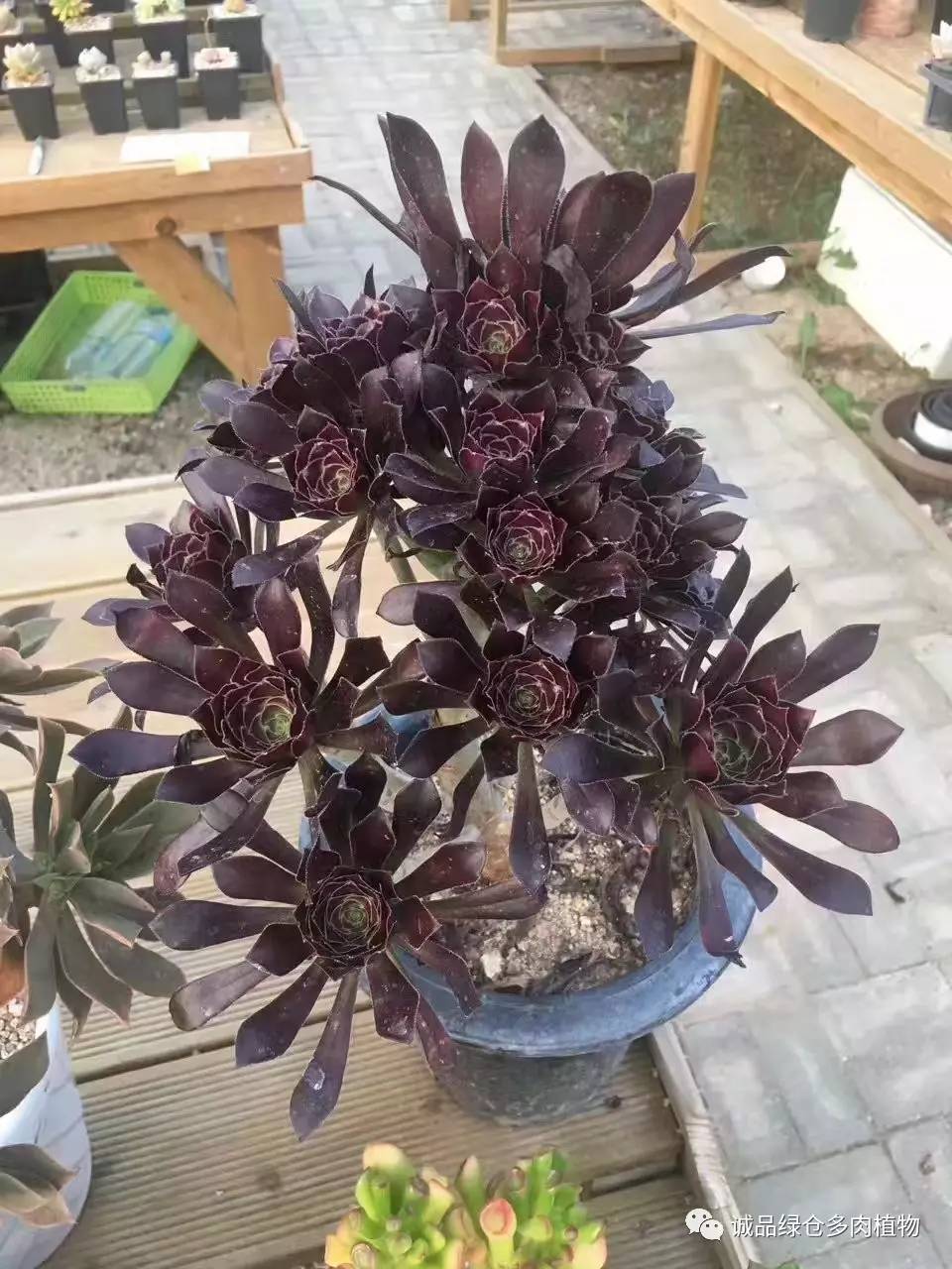 秀妍肉肉倒盆后的变化,多肉大棚展示图