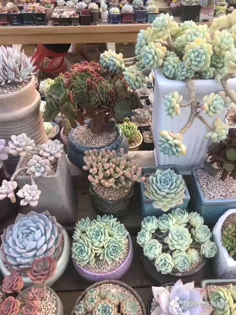 秀妍肉肉倒盆后的变化,多肉大棚展示图