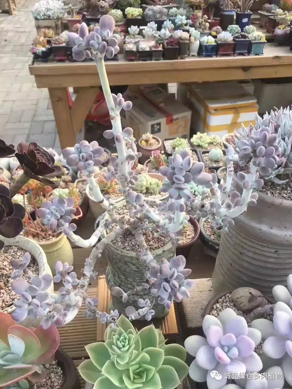 秀妍肉肉倒盆后的变化,多肉大棚展示图