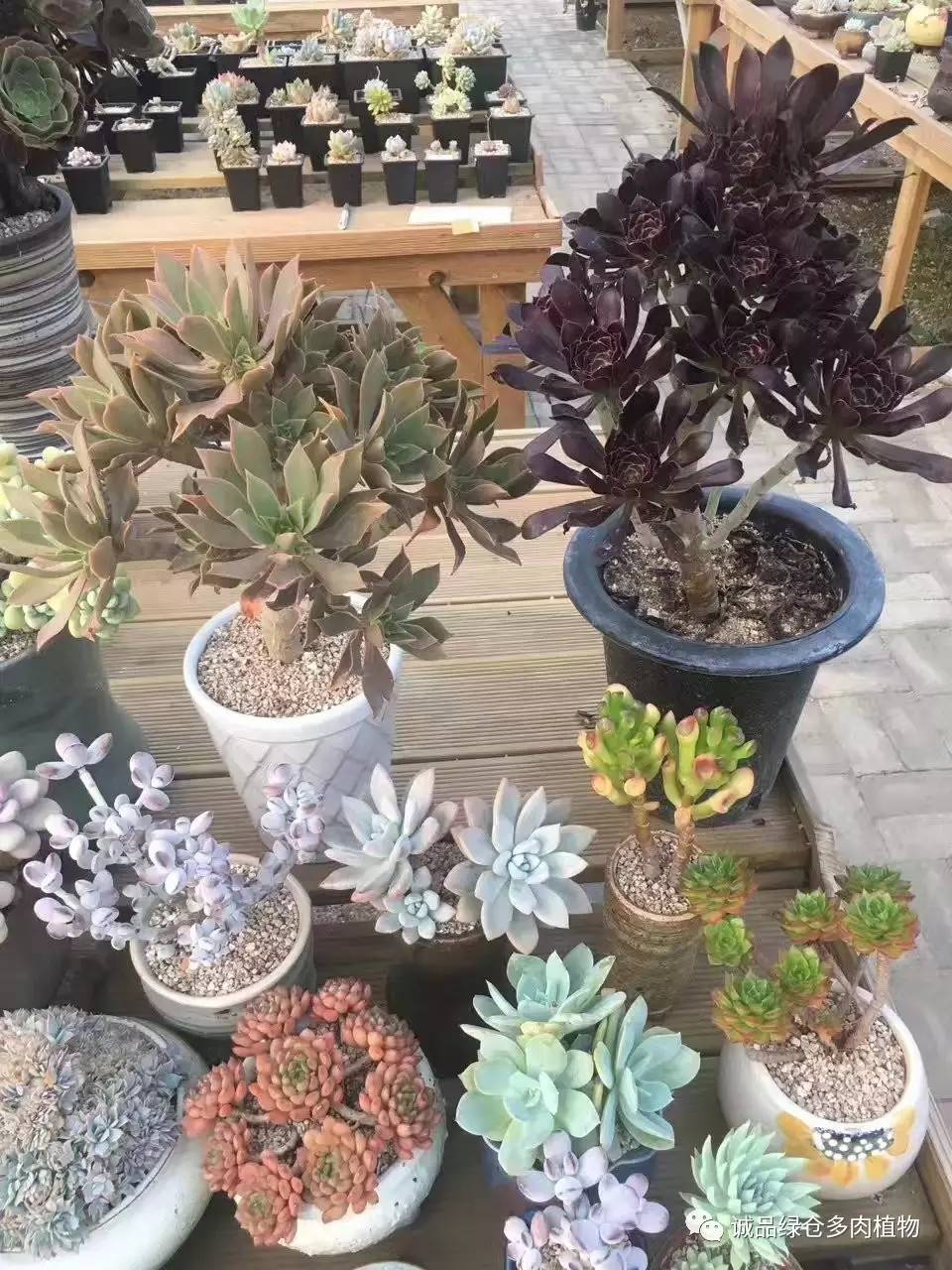 秀妍肉肉倒盆后的变化,多肉大棚展示图