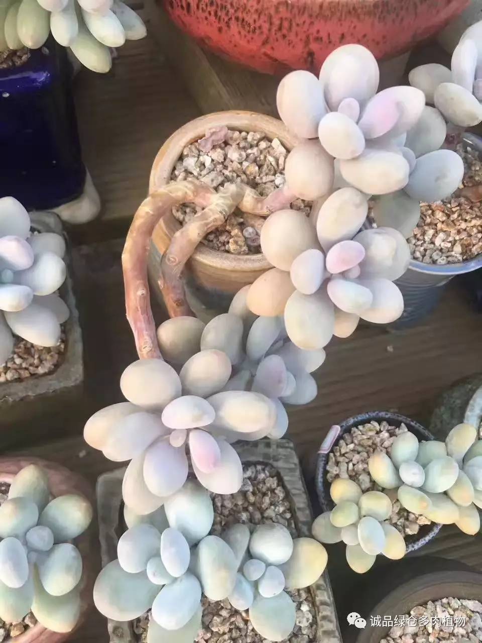 秀妍肉肉倒盆后的变化,多肉大棚展示图