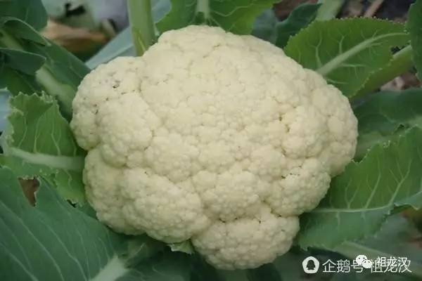 马保国手里的肉瘤,马保国长肉瘤视频