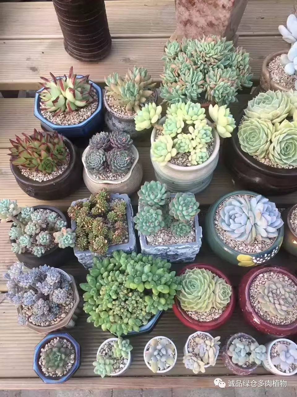 秀妍肉肉倒盆后的变化,多肉大棚展示图