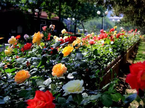 不仅是中国多个城市的市花~东胜的这个公园还以“它”的名字命名