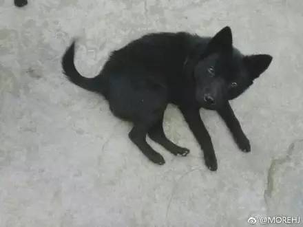 中华田园犬中颜值比较高的,中华田园犬颜值天花板