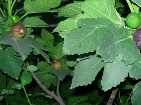 小儿腹泻拉水最快的中医治疗方法,1岁孩子腹泻最快的治疗方法