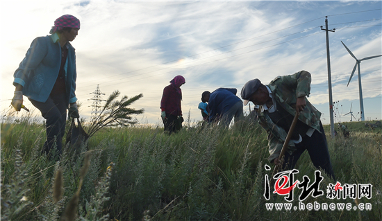 在燕赵大地续写绿色传奇