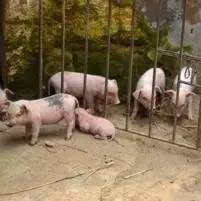 别有事无事猪栏转圈，养猪中的这些忌讳你犯了吗？
