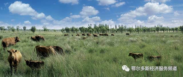 伊金霍洛旗7个儿女“才艺”大比拼~看看你支持谁