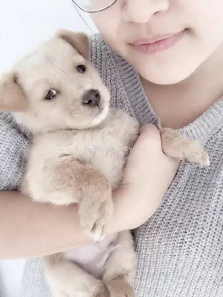 中华田园犬中颜值比较高的,中华田园犬颜值天花板