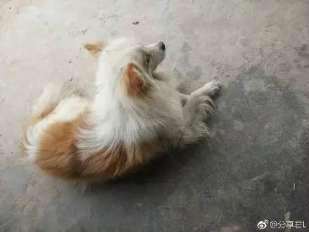 中华田园犬中颜值比较高的,中华田园犬颜值天花板