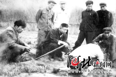 在燕赵大地续写绿色传奇