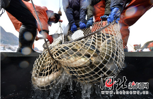 在燕赵大地续写绿色传奇