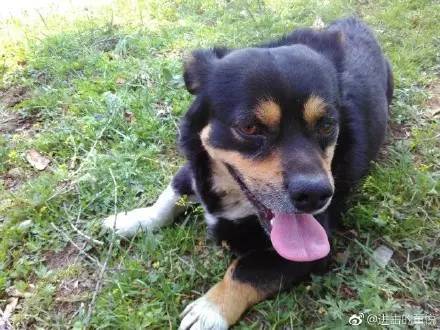 中华田园犬中颜值比较高的,中华田园犬颜值天花板