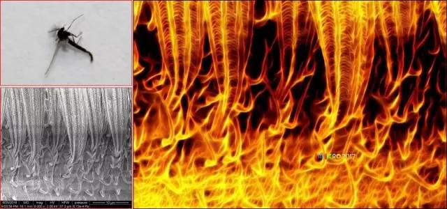 微观星球显微镜下的奇妙世界,显微镜下的奇妙世界视频