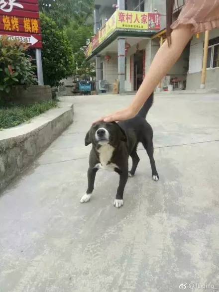 中华田园犬中颜值比较高的,中华田园犬颜值天花板