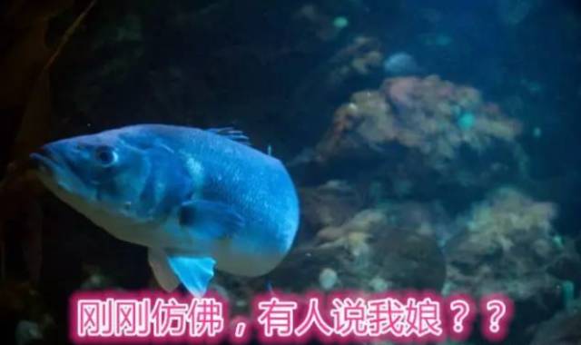 避孕药被排入下水道……英国有很大一部分鱼变性了……变性了……性了……