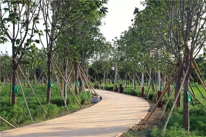 咸阳美丽的渭河湿地公园,咸阳生态湿地公园