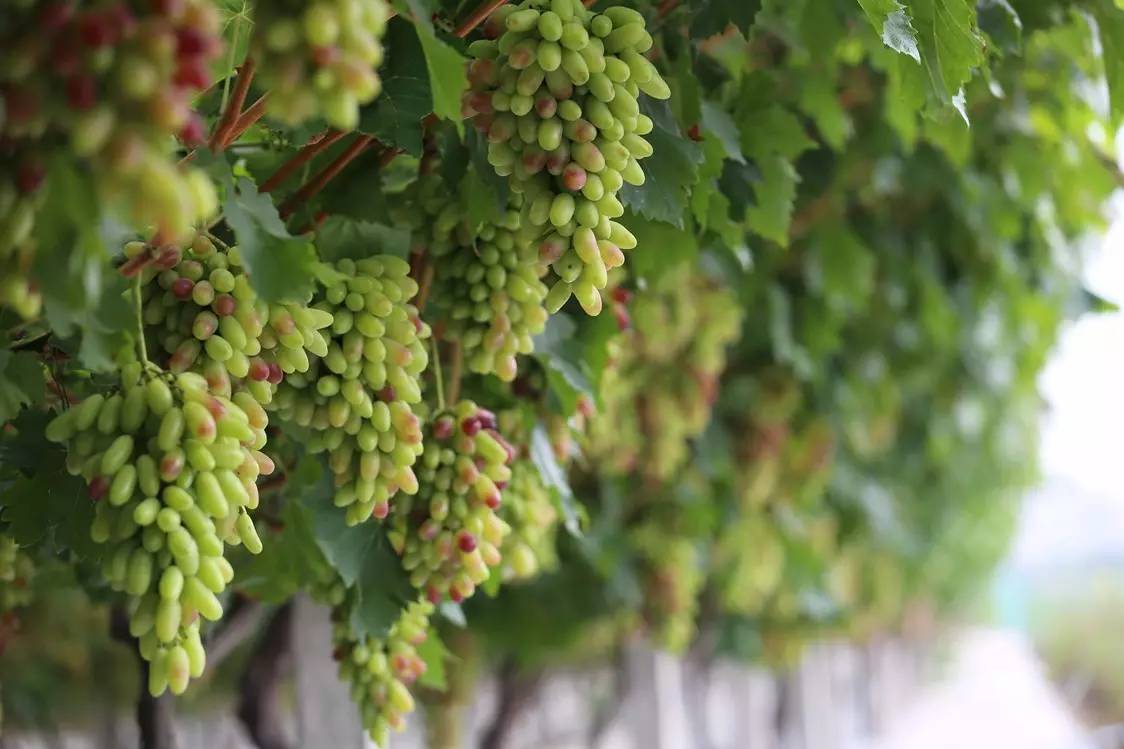 夏日冰爽解渴消暑的秘诀,消暑有妙招