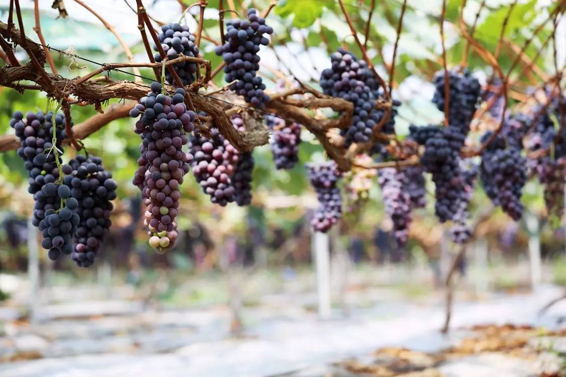 夏日冰爽解渴消暑的秘诀,消暑有妙招