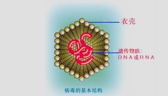 美国研究病毒的目的是什么,病毒是什么和什么构成的
