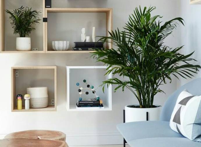 散尾葵焦尖叶黄,散尾葵盆栽叶黄的原因