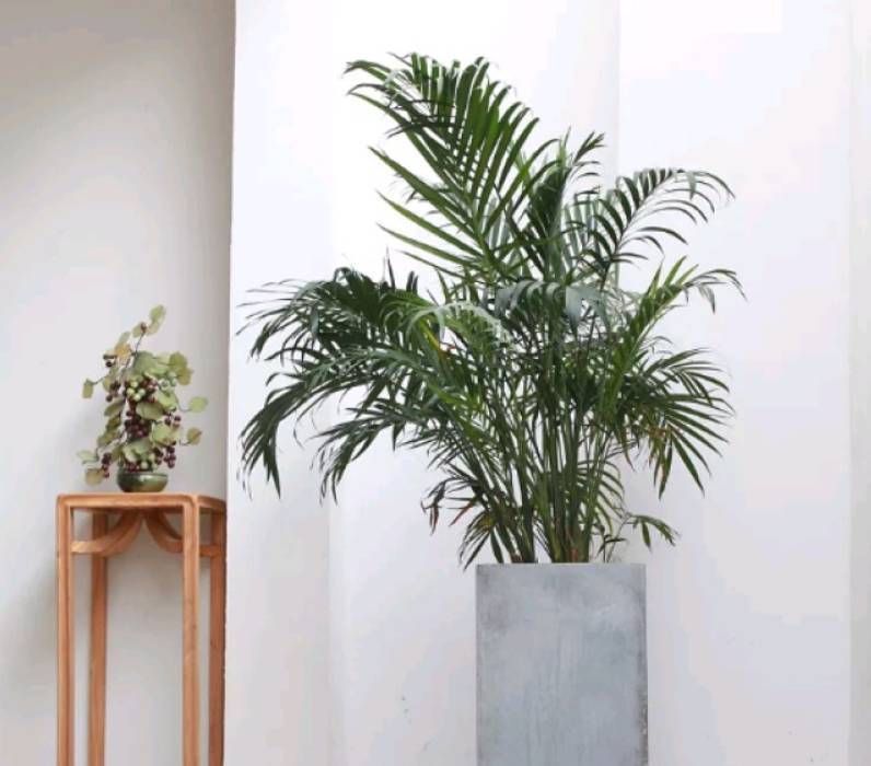 散尾葵焦尖叶黄,散尾葵盆栽叶黄的原因