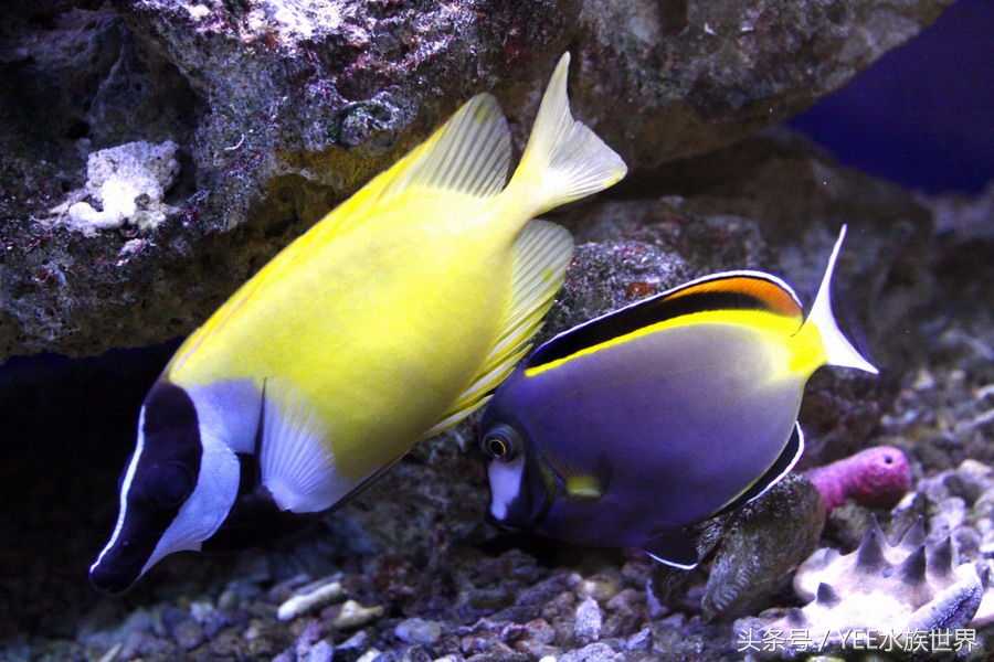 观赏鱼死鱼怎么处理最好,养鱼每天都死鱼怎么回事