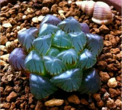 最名贵的玉露,最好看最贵的玉露品种图片