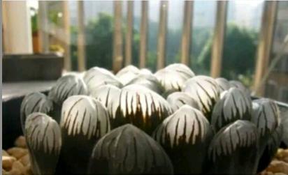 最名贵的玉露,最好看最贵的玉露品种图片