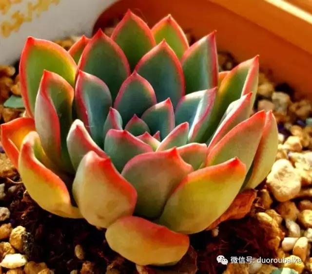 多肉爱好者必须养的有哪些多肉,心头肉多肉
