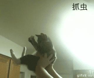 足球ps版,把足球p成猫