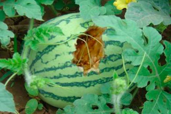 喜鹊祸害庄稼为什么国家要保护,喜鹊为什么成灾了