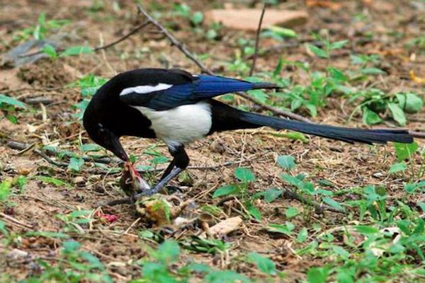 喜鹊祸害庄稼为什么国家要保护,喜鹊为什么成灾了