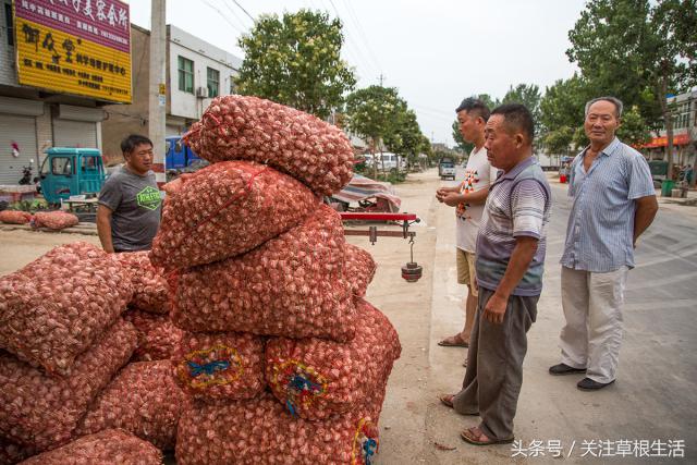 在农村收购大蒜卖给金乡冷库,农村商贩收购大蒜