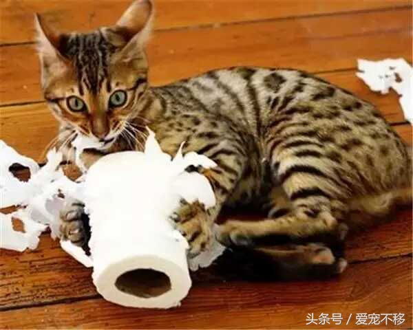 猫咪最喜欢的玩具居然是铲屎官,推荐猫咪最喜欢玩的玩具