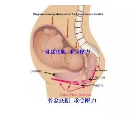 孕期骨盆底肌的训练,骨盆底肌是哪个部位
