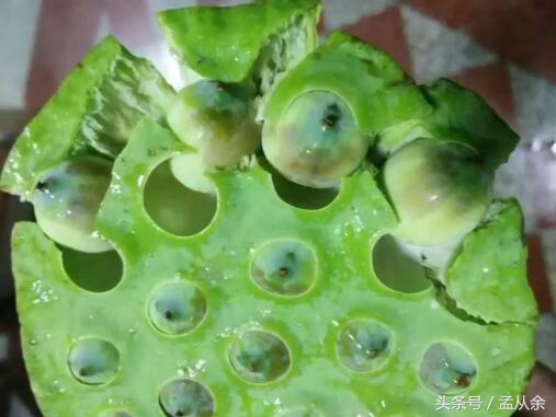 莲蓬豆腐正宗做法,又到吃莲蓬季节了