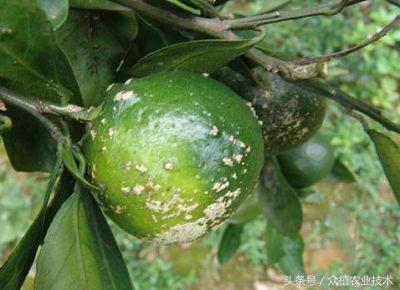 沙糖桔黄龙病防治,沙糖桔黄龙病治疗方法