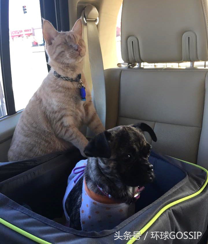 失明的橘猫,失明的小橘猫