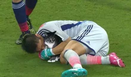 足球ps版,把足球p成猫