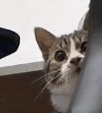 足球ps版,把足球p成猫