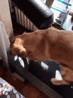 足球ps版,把足球p成猫