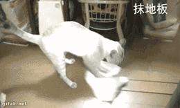 足球ps版,把足球p成猫