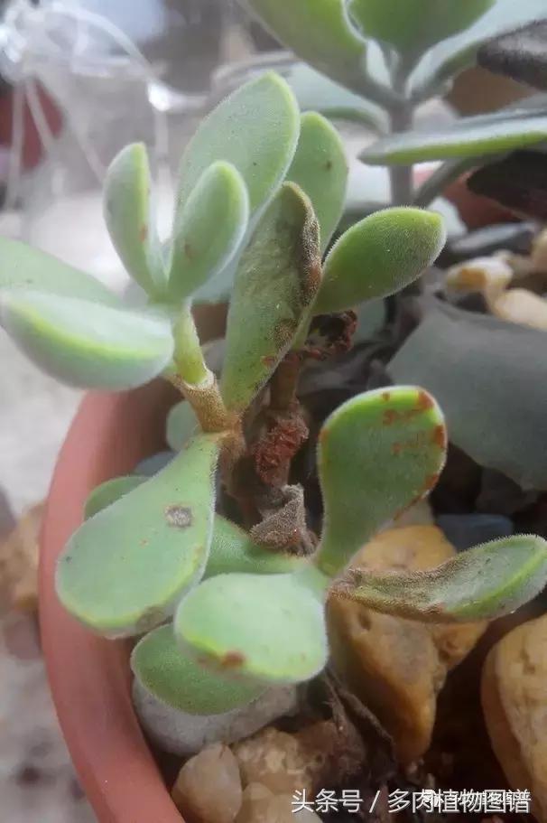 离家一个月20天,离家一个月养猪