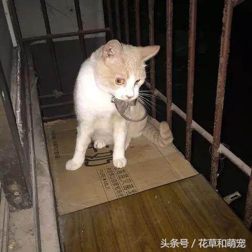 猫咪把老鼠叼到床上怎么办,猫咪连续2个月叼老鼠回家